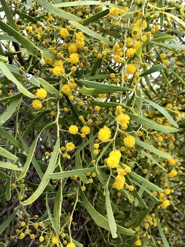 Acacia rostellifera