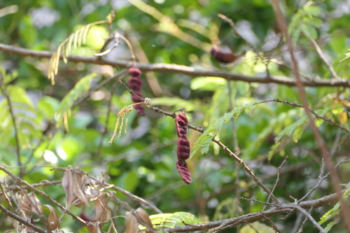 Acacia rugata — photo