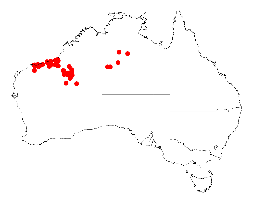 Acacia sabulosa
