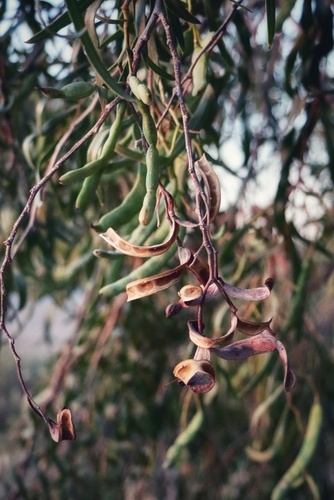 Acacia salicina (Coobah) — photo