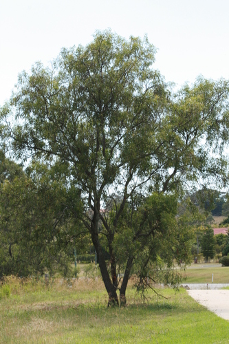 Acacia salicina (Coobah) — photo