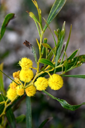 Acacia saligna (Golden wreath wattle) — photo