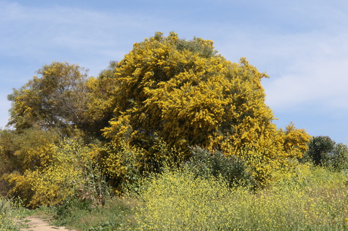 Acacia saligna (Golden wreath wattle) — photo