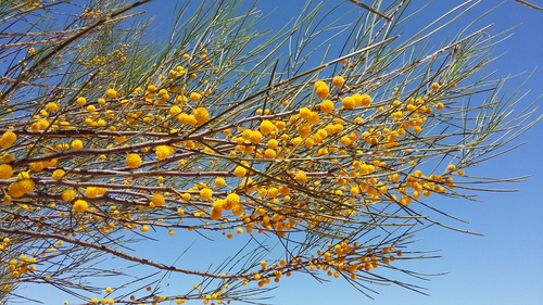 Acacia scirpifolia — photo