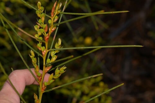 Acacia scirpifolia
