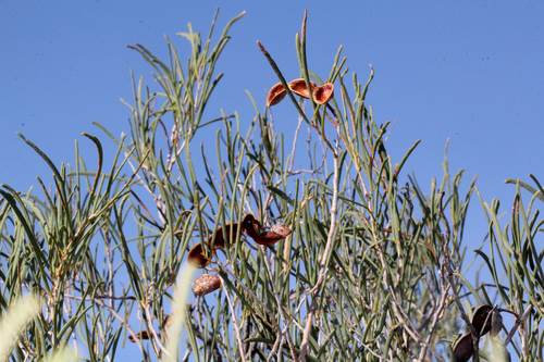 Acacia sclerosperma (Limestone wattle) — photo