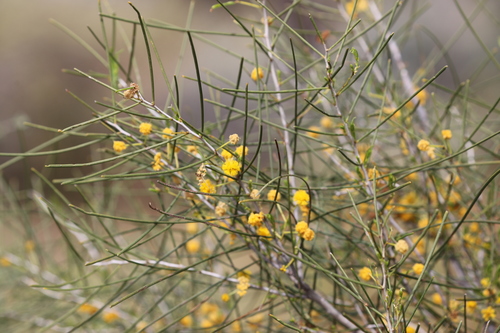 Acacia sclerosperma (Limestone wattle) — photo