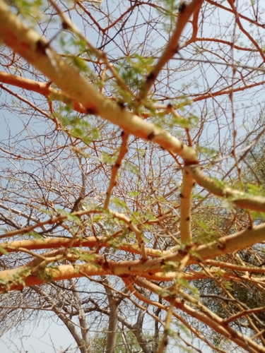Acacia seyal (White thorn) — photo