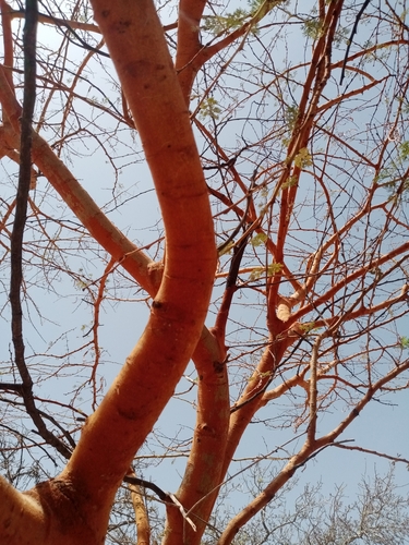 Acacia seyal (White thorn) — photo
