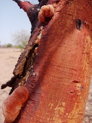 Acacia seyal