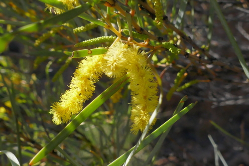 Acacia shirleyi (Lancewood) — photo