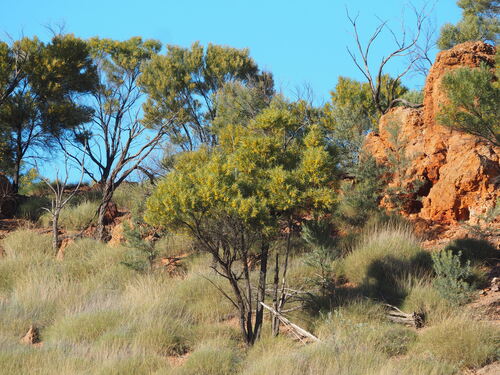 Acacia shirleyi (Lancewood) — photo