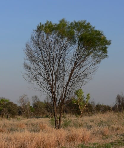 Acacia shirleyi