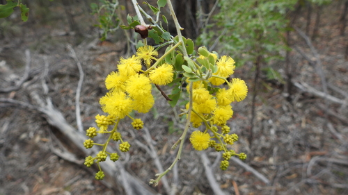 Acacia spectabilis (Glory Wattle) — photo