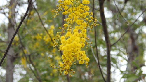 Acacia spectabilis (Glory Wattle) — photo