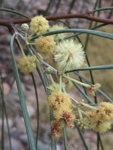 Acacia stenophylla (River cooba) — photo