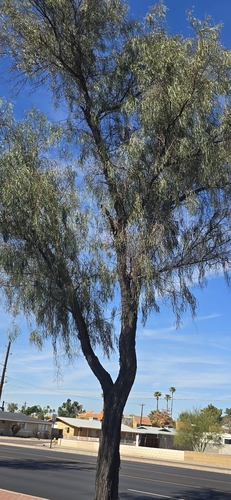 Acacia stenophylla (River cooba) — photo