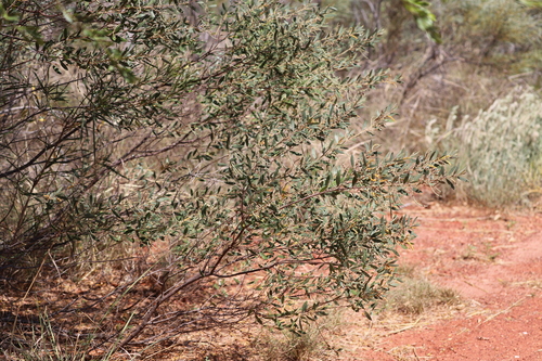 Acacia stipuligera (Tjilpirinja) — photo