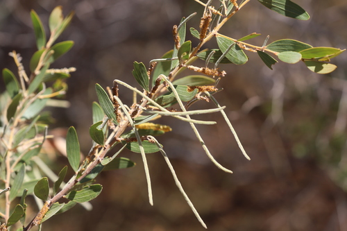 Acacia stipuligera (Tjilpirinja) — photo
