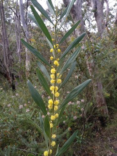 Acacia stricta (Hop Wattle) — photo