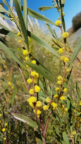 Acacia stricta (Hop Wattle) — photo