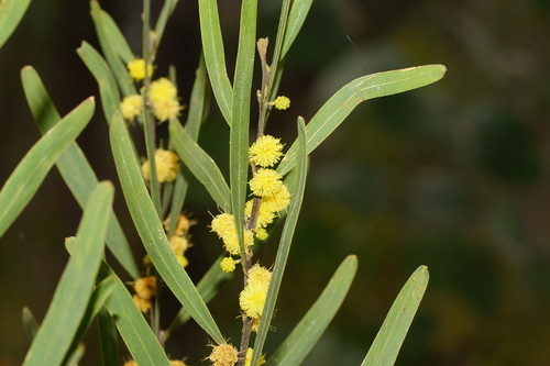 Acacia stricta