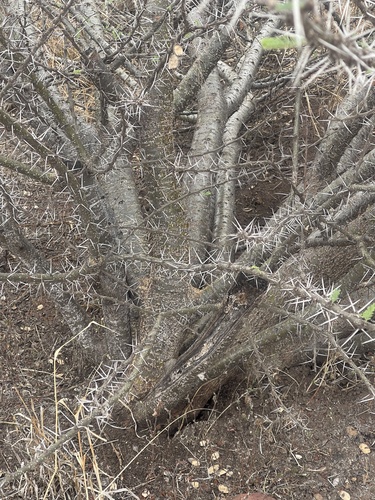 Acacia stuhlmannii (Olive barked thorn) — photo
