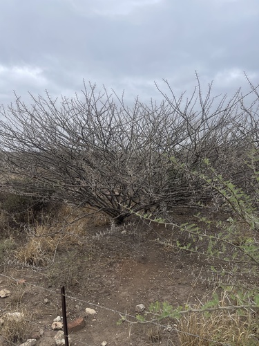 Acacia stuhlmannii (Olive barked thorn) — photo
