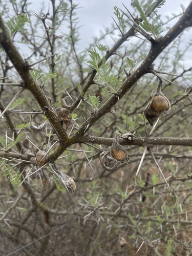 Acacia stuhlmannii