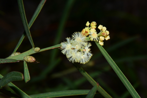 Acacia suaveolens (Sweet scented wattle) — photo