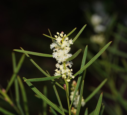 Acacia suaveolens (Sweet scented wattle) — photo