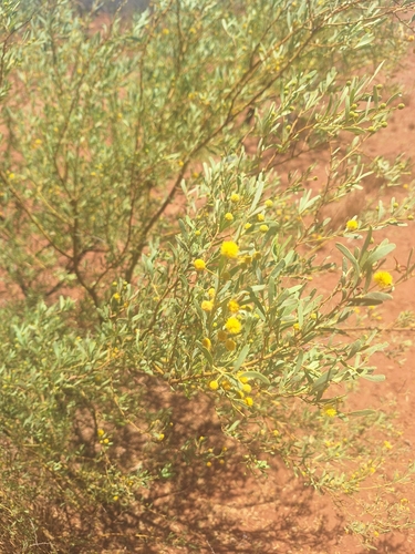 Acacia synchronicia (Bardi bush) — photo