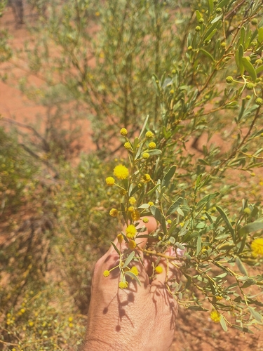 Acacia synchronicia