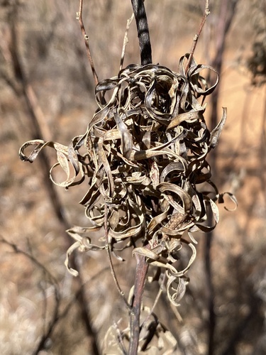 Acacia tenuissima (Mulga) — photo