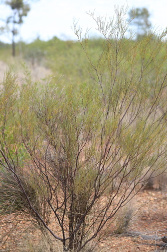 Acacia tenuissima (Mulga) — photo
