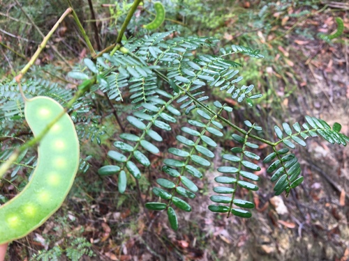Acacia terminalis (Sunshine wattle) — photo