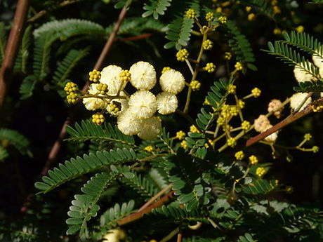 Acacia terminalis (Sunshine wattle) — photo