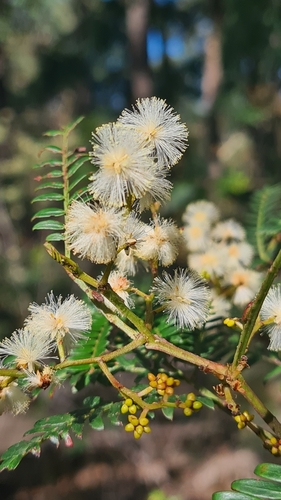 Acacia terminalis