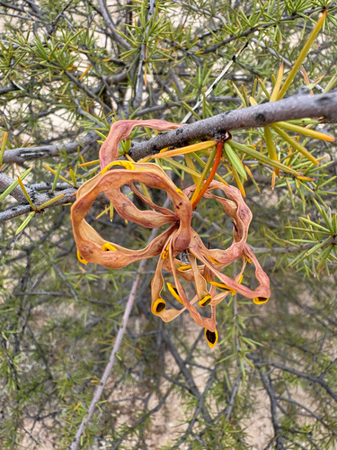 Acacia tetragonophylla (Dead Finish) — photo