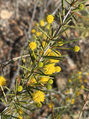 Acacia tetragonophylla (Dead Finish) — photo