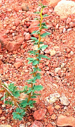 Acacia tortilis — photo