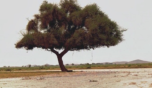 Acacia tortilis