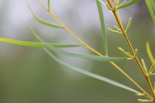 Acacia torulosa (Torulosa Wattle) — photo