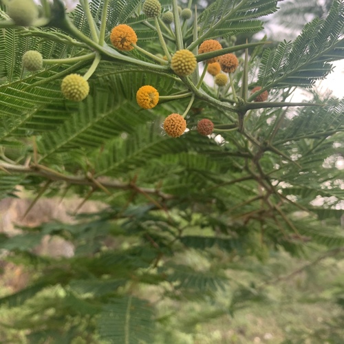 Acacia torulosa (Torulosa Wattle) — photo