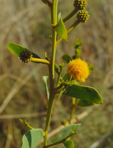 Acacia translucens (Poverty Bush) — photo