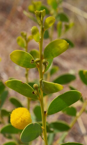 Acacia translucens (Poverty Bush) — photo
