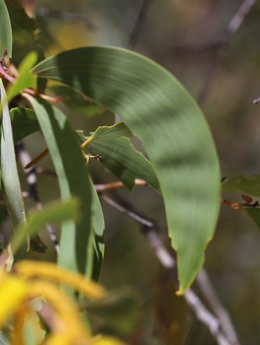 Acacia tumida (Sickle-leaf wattle) — photo