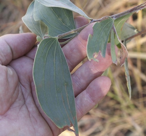 Acacia tumida (Sickle-leaf wattle) — photo
