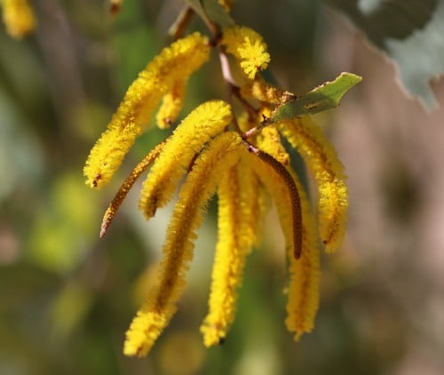 Acacia tumida
