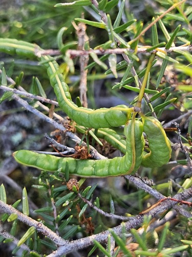 Acacia ulicifolia (Juniper wattle) — photo